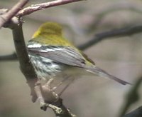 Black-throated Green Warbler - Dendroica virens