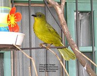 Olive-green Tanager - Orthogonys chloricterus