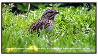 Lincoln's Sparrow - Melospiza lincolnii