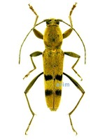 홀쭉범하늘소 - Chlorophorus quinquefasciatus