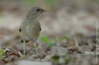 African Thrush, Turdus pelios