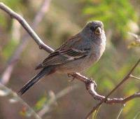* Bantail Seedeater