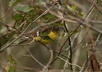 Black-backed Grosbeak