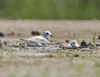 Piping Plover