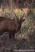 Giant Muntjac (Megamuntiacus vuquangensis)