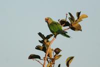 Peach-fronted  parakeet   -   Aratinga aurea   -   Parrocchetto  frontepesca