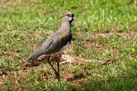 Southern  lapwing   -   Vanellus  chilensis   -   Pavoncella  del  Cile