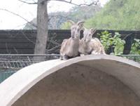 (Blue Sheep on top of a large dome.)