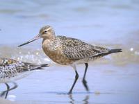 큰뒷부리도요 Limosa lapponica | bar-tailed godwit