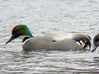 Above: Falcated Duck : 29 January 2005, Coburg, Oregon