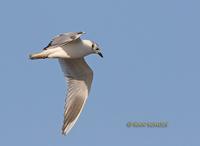 Saunder's gull C20D 02920.jpg