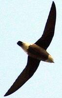 White-throated Needletail in flight.