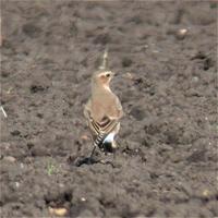 Wheatear at Prior's Fen