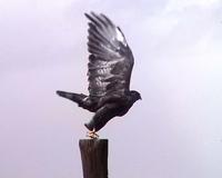 Upland Buzzard