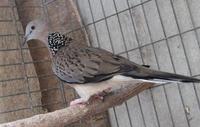 Laceneck Dove Streptopelia chinensis