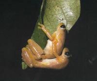 : Afrixalus paradorsalis
