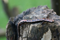 : Bolitoglossa mexicana