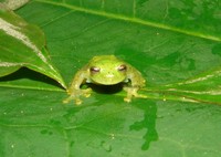 : Centrolene quindianum; Glass Frog