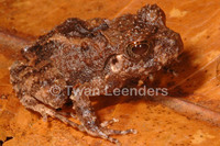 : Craugastor rugosus