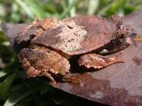 : Edalorhina perezi; Eyelashed Forest Frog