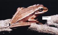 : Hyla sp.