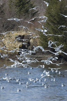 : Larus glaucescens; Glaucous Winged Gull