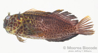: Cirripectes fuscoguttatus