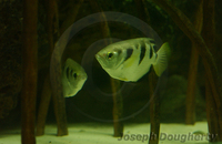 : Toxotes jaculatrix; Archer Fish