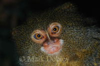 : Cebuella pygmaea; Pygmy Marmoset