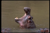 : Hippopotamus amphibius; Hippopotamus