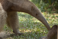 : Myrmecophaga tridactyla; Giant Anteater