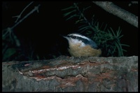 : Sitta canadensis; Red-breasted Nuthatch