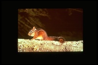 : Tamias merriami; Merriam's Chipmunk