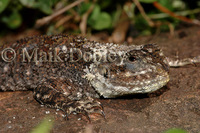 : Acanthocercus atricollis; Tree Agama