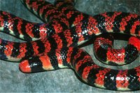 : Anilius scytale; Anilius