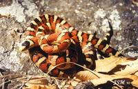 : Lampropeltis pyromelana woodini; Huachuca Mountain Kingsnake