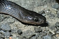 : Rhinoplocephalus nigrescens; Australian Small-eyed Snake