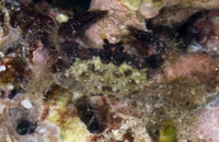 : Chlorodiella