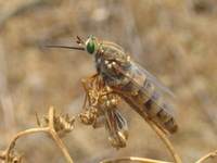 : Rhaphiomidas terminatus abdominalis; Delhi Sands Flower-loving Fly