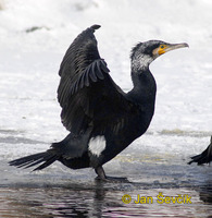 Photo of kormorán velký, Great Cormorant, Kormoran, Phalacrocorax carbo