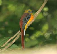 Orange-breasted Trogon, Kaeng Krachen