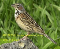 붉은뺨멧새 Chestnut-eared Bunting