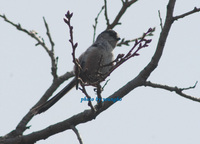 오목눈이(Long-Tailed Tit)