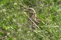 메추라기 Japanese Quail