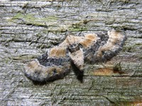 Eupithecia linariata Foto/billede af