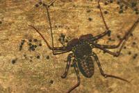 Phrynus parvulus