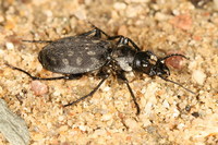 Graphipterus serrator