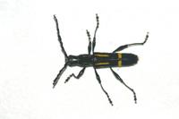 Platyarthron semivittatum