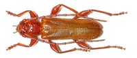 Leioderes kollari