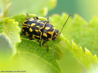 Pachybrachis tessellatus